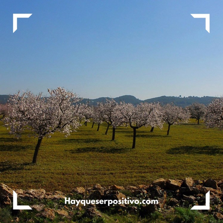 Almendros en flor, San Mateo, Ibiza